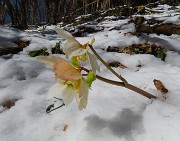 64 Ellebori si rialzano dalla neve